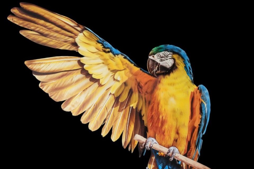 Painting of a parrot